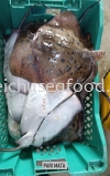 Ikan Pari Mata Frozen Fish