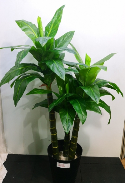 5ft Lucky Plant AP107 floristkl (Rent Available)