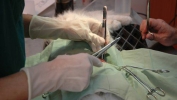 Soft Tissue Surgery Soft Tissue Surgery