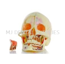 SKULL MODEL FOR DEMONSTRATION, #M5006