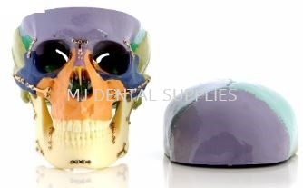 COLORED SKULL MODEL FOR DEMONSTRATION, #M5005