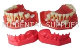 PEDIATRIC DEVELOPMENT MODEL AT AGE 5-9, #M7012 Standard Tooth Model Dentistry Material
