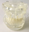 NATURAL SIZE MODEL, #M7001 Standard Tooth Model Dentistry Material