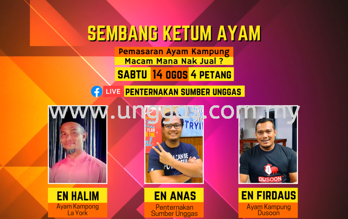 SEMBANG KETUM AYAM EPISOD 5