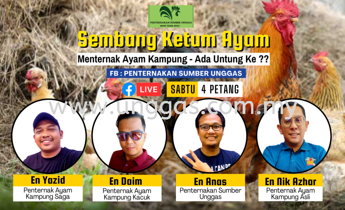 LIVE SEMBANG KETUM AYAM EPISODE 3