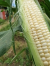 Sweet CornWhite) ףף Vegetable