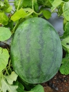 Watermelon  Vegetable