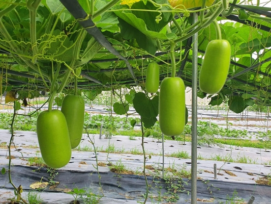 Bottle Gourd 