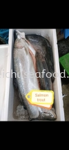 Ikan Salmon Trout Frozen Fish