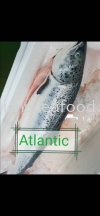 Ikan Salmon Atlantic Frozen Fish