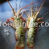 Lobster 龙虾 Shrimp & Crab Seafood