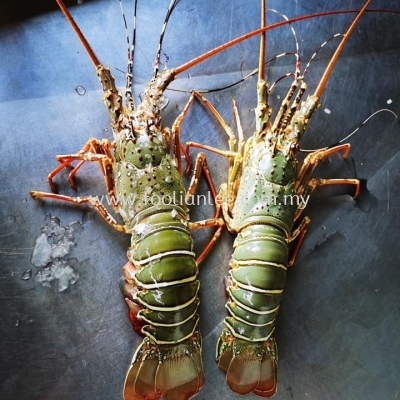Lobster Ϻ