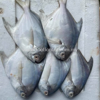 White Pomfret 