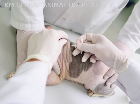 Animal hospital global km Plan to