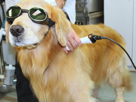 Laser Therapy