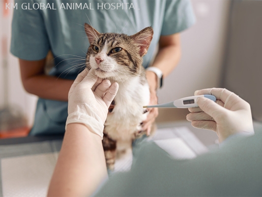 General Pet Health Screening