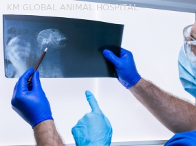 Km global animal hospital