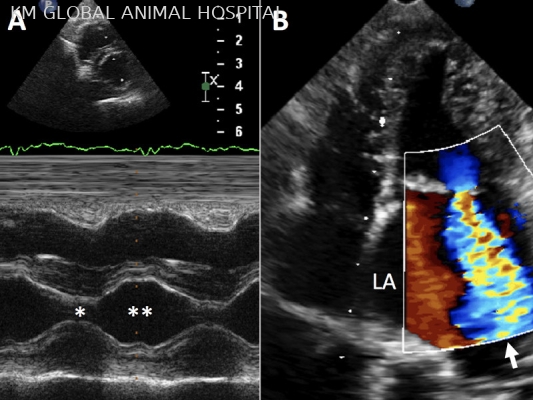 Echocardiography