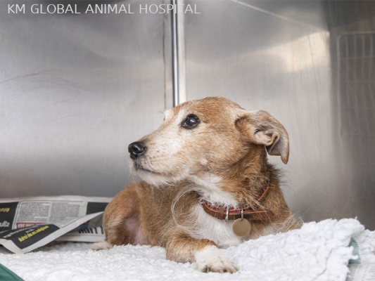 Dog Hospitalisation Ward