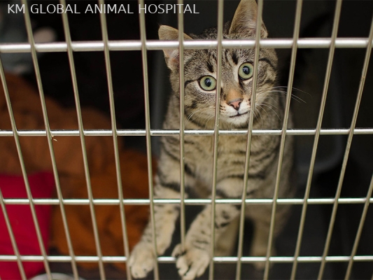 Cat Hospitalisation Ward (Cat Friendly)