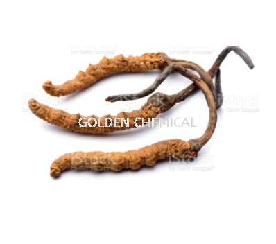 Cordyceps Sinensis Powder