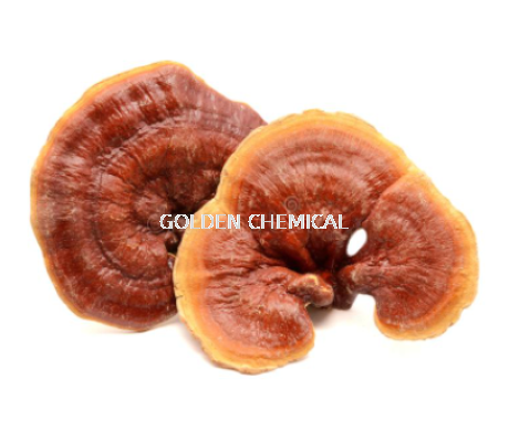 Ganoderma Extract Powder