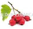 Hawthorn Berry Extract Powder Extract Powder Fruity Base