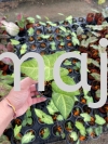 Caladium Frog in a Blender P90 Potted Plants / Indoor Plants