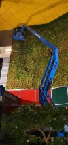 Greenwall Maintenance Landscape Maintenance Service