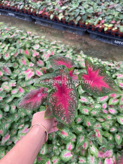 Caladium Pink Beauty P90