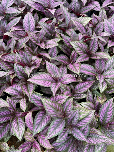 Strobilanthes Dyeriana P140