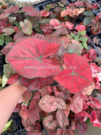 Caladium Green Spider P90