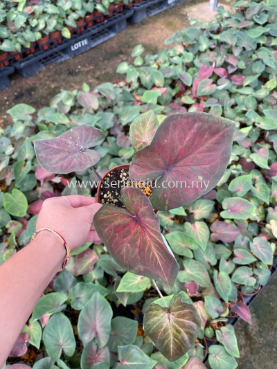 Caladium Starry Night P110