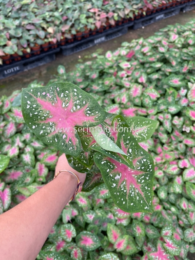 Caladium White Beauty P90