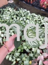 Caladium Debutante Green P90 Potted Plants / Indoor Plants