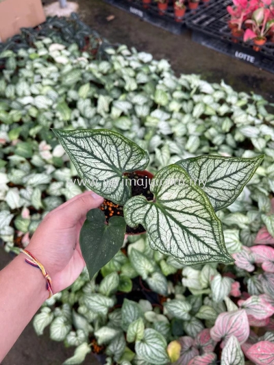 Caladium Debutante Green P90