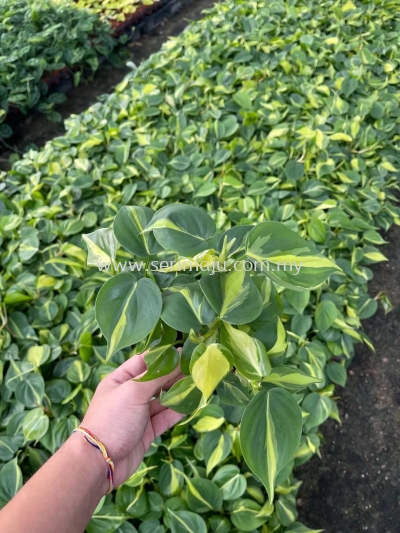 Philodendron Brasil P90