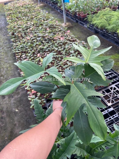 Philodendron Florida P140