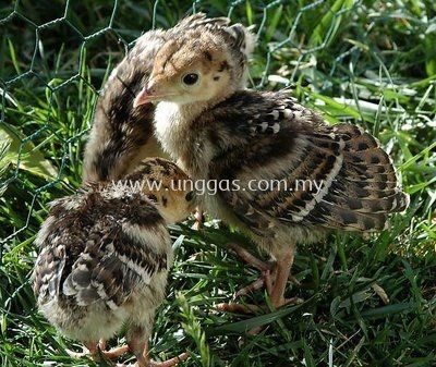 ANAK AYAM PIRU (BELANDA)