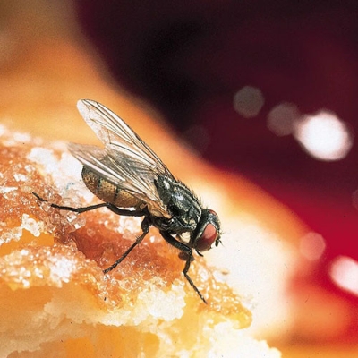 Houseflies Control