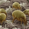 Dust Mites Control General Pest Control