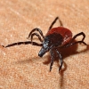 Ticks Control General Pest Control