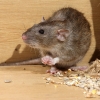 Rats Control General Pest Control