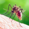 Mosquito Control General Pest Control