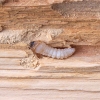 Wood Borers Control General Pest Control