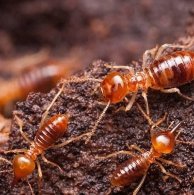 Termites Hiding Place & Destruction