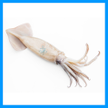 Argentina Squid / Illex squid