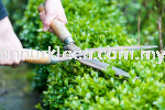 Hedge Cutting & Trimming Landscape Maintenance And Care