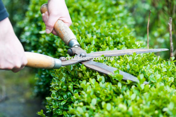 Hedge Cutting & Trimming