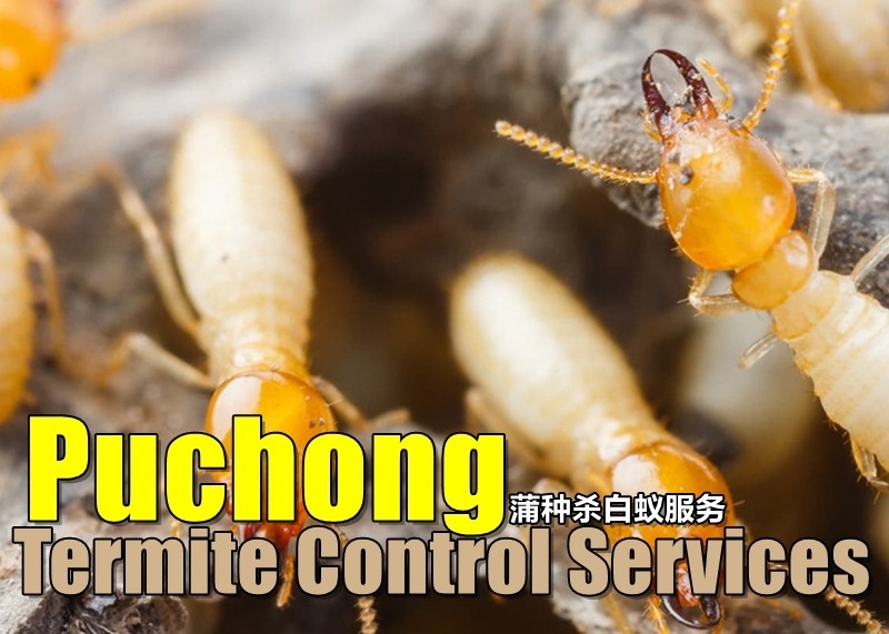 Puchong Termite Control Services Selangor / Klang / Kuala Lumpur / Klang Valley Pest Control Merchant Lists